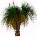 درخت چمنGrass Tree